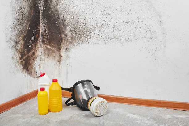 Best Mold Testing  in Gun Barrel City, TX