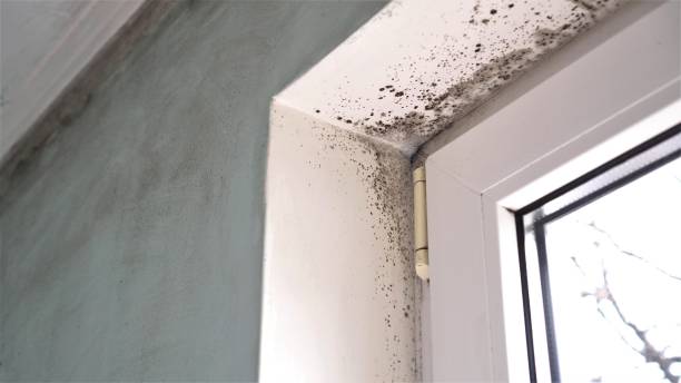 Best Mold Removal Near Me  in Gun Barrel City, TX