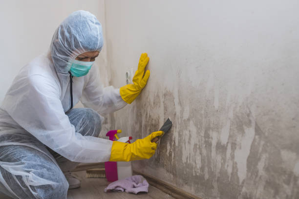 Best Office Mold Removal Services  in Gun Barrel City, TX