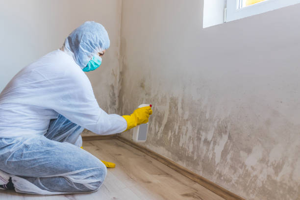 Mold Removal Process in Gun Barrel City, TX