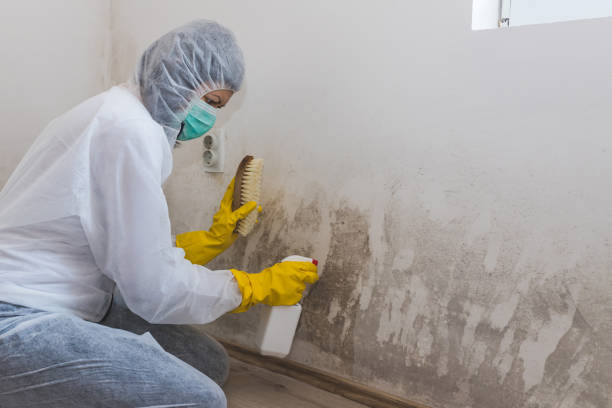Best Fast Mold Removal  in Gun Barrel City, TX