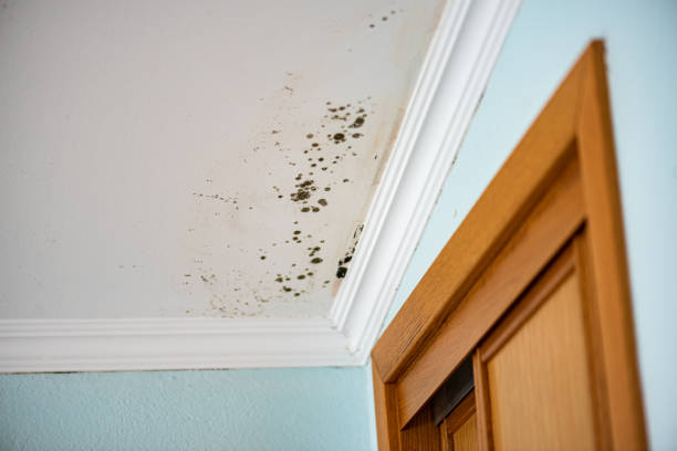 Best Home Mold Removal  in Gun Barrel City, TX