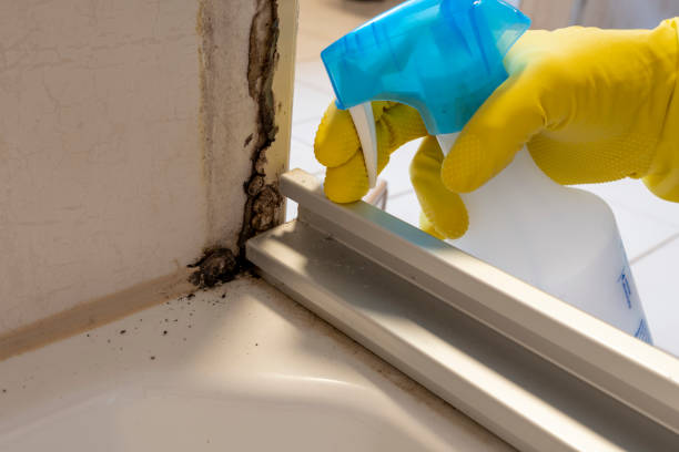 Best Local Mold Removal Service  in Gun Barrel City, TX