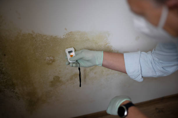 Best Mold Remediation  in Gun Barrel City, TX