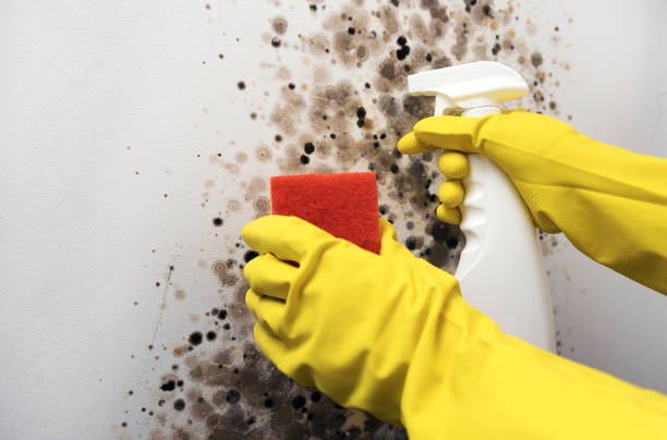 Professional Mold Removal in Gun Barrel City, TX