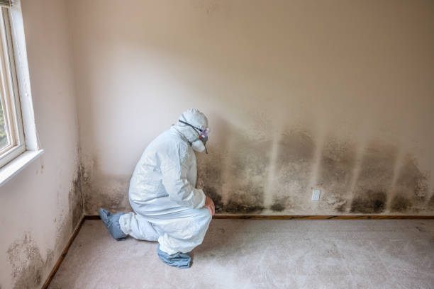 Best Commercial Mold Removal  in Gun Barrel City, TX