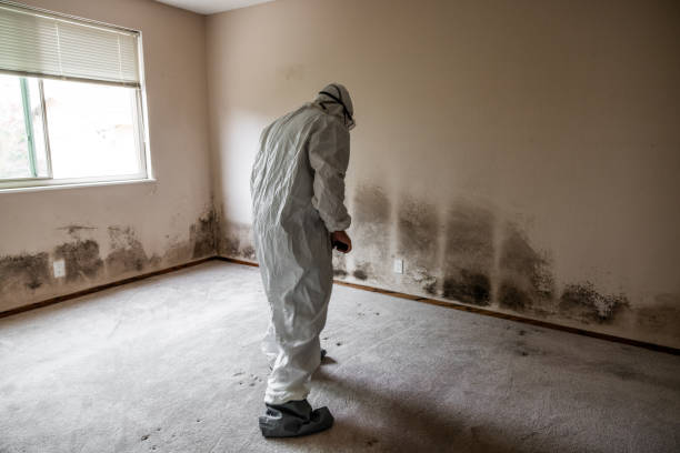 Best Attic Mold Removal  in Gun Barrel City, TX